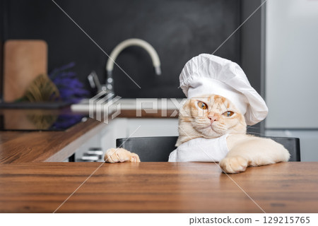 Burmese cat chef awaits a treat in the kitchen. Burmese cat chef awaits a treat in the kitchen. 129215765