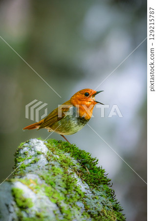 The robin is a beautiful orange migratory bird that can be seen along mountain streams in early summer and is a small bird that represents Japan. The robin is a beautiful orange migratory bird that can be seen along mountain streams in early summer and is a small bird that represents Japan. 129215787