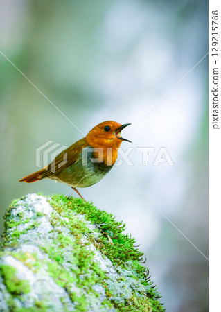 The robin is a beautiful orange migratory bird that can be seen along mountain streams in early summer and is a small bird that represents Japan. The robin is a beautiful orange migratory bird that can be seen along mountain streams in early summer and is a small bird that represents Japan. 129215788