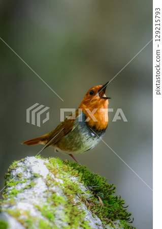 The robin is a beautiful orange migratory bird that can be seen along mountain streams in early summer and is a small bird that represents Japan. The robin is a beautiful orange migratory bird that can be seen along mountain streams in early summer and is a small bird that represents Japan. 129215793