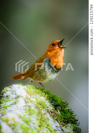 The robin is a beautiful orange migratory bird that can be seen along mountain streams in early summer and is a small bird that represents Japan. The robin is a beautiful orange migratory bird that can be seen along mountain streams in early summer and is a small bird that represents Japan. 129215794