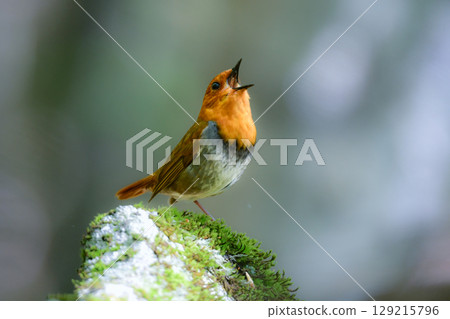 The robin is a beautiful orange migratory bird that can be seen along mountain streams in early summer and is a small bird that represents Japan. The robin is a beautiful orange migratory bird that can be seen along mountain streams in early summer and is a small bird that represents Japan. 129215796