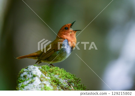 知更鳥是一種美麗的橘色候鳥，初夏時可以在山間溪流沿岸看到，是日本的代表小鳥。 129215802