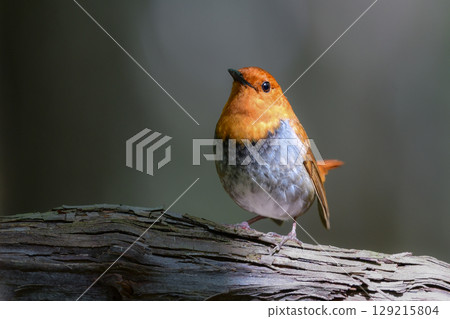 The robin is a beautiful orange migratory bird that can be seen along mountain streams in early summer and is a small bird that represents Japan. The robin is a beautiful orange migratory bird that can be seen along mountain streams in early summer and is a small bird that represents Japan. 129215804
