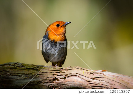 The robin is a beautiful orange migratory bird that can be seen along mountain streams in early summer and is a small bird that represents Japan. The robin is a beautiful orange migratory bird that can be seen along mountain streams in early summer and is a small bird that represents Japan. 129215807