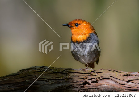 The robin is a beautiful orange migratory bird that can be seen along mountain streams in early summer and is a small bird that represents Japan. The robin is a beautiful orange migratory bird that can be seen along mountain streams in early summer and is a small bird that represents Japan. 129215808
