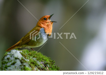 The robin is a beautiful orange migratory bird that can be seen along mountain streams in early summer and is a small bird that represents Japan. 129215812