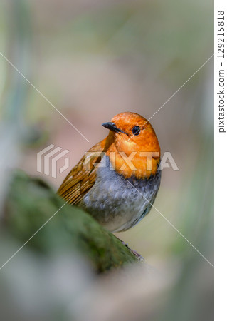The robin is a beautiful orange migratory bird that can be seen along mountain streams in early summer and is a small bird that represents Japan. 129215818