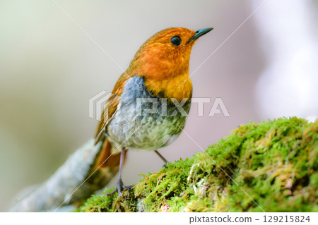 The robin is a beautiful orange migratory bird that can be seen along mountain streams in early summer and is a small bird that represents Japan. The robin is a beautiful orange migratory bird that can be seen along mountain streams in early summer and is a small bird that represents Japan. 129215824