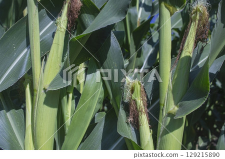 Corn field, close up of green corn plants growing in the field. Agriculture, harvest. 129215890