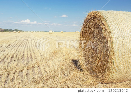 Straw bales in a field against blue sky with clouds. Harvested wheat field with straw bales, rural beautiful landscape, farm. Straw bales in a field against blue sky with clouds. Harvested wheat field with straw bales, rural beautiful landscape, farm. 129215942