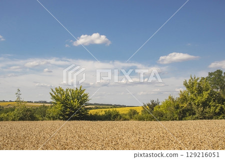 Golden ears of wheat against the blue sky with clouds. Wheat growing in a field. Rural landscape. Seasonal harvest. Golden ears of wheat against the blue sky with clouds. Wheat growing in a field. Rural landscape. Seasonal harvest. 129216051