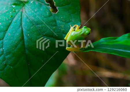 Tree frog on a leaf Tree frog on a leaf 129216060