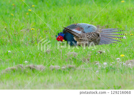 The Japanese pheasant is a bird endemic to Japan with beautiful green feathers that can be seen in grasslands and plateaus from spring to early summer. The Japanese pheasant is a bird endemic to Japan with beautiful green feathers that can be seen in grasslands and plateaus from spring to early summer. 129216068