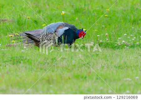 The Japanese pheasant is a bird endemic to Japan with beautiful green feathers that can be seen in grasslands and plateaus from spring to early summer. The Japanese pheasant is a bird endemic to Japan with beautiful green feathers that can be seen in grasslands and plateaus from spring to early summer. 129216069
