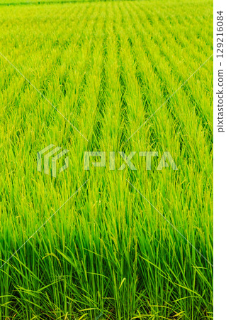 Rice in August Rice in August 129216084