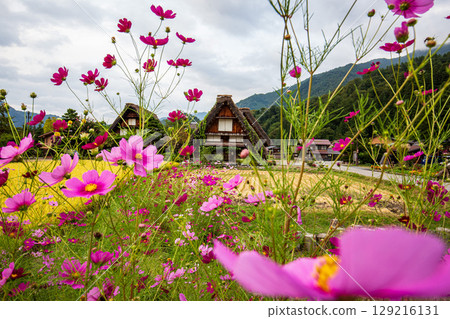 Shirakawa-go and cosmos flower fields in autumn 129216131