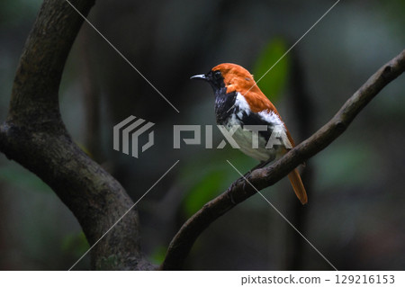 稀有的橙色野生鳥類日本灰嘴鹮僅在奄美大島發現。 129216153