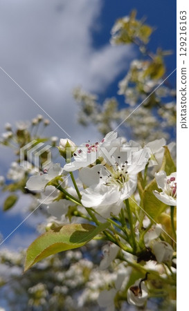 Pear blossoms in full bloom against the blue sky Pear blossoms in full bloom against the blue sky 129216163