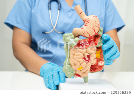 Digestive system with stomach and intestine, Asian doctor holding human anatomy model for study diagnosis and treatment in hospital. 129216229
