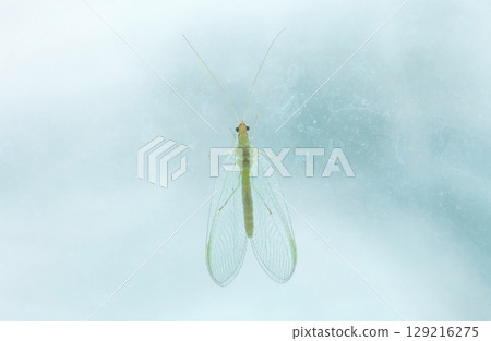 Green lacewings sitting on dirty glass.  Chrysopidae insect or net-winged insects close up 129216275