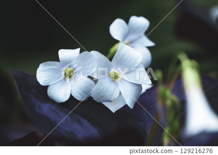 Soft focus False shamrock white flowers close up 129216276