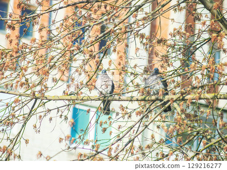 Common wood pigeon couple perching on tree branch 129216277