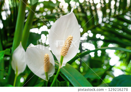 Peace Lily white flowers growing in botanical garden closeup 129216278
