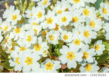 English primrose small white flowers growing in spring garden, top view. Cute natural floral pattern close up English primrose small white flowers growing in spring garden, top view. Cute natural floral pattern close up 129216281