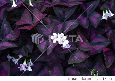 False shamrock white flowers in dark violet leaves, top view. Blooming Purple Shamrock with leaf pattern False shamrock white flowers in dark violet leaves, top view. Blooming Purple Shamrock with leaf pattern 129216283
