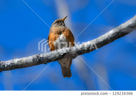 常見的野生鳥類－紅喉畫眉，在初夏的高原上發出美妙的歌聲。 129216366