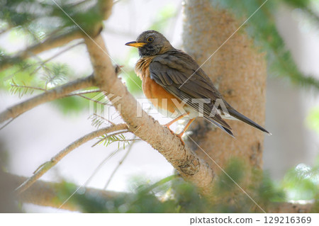 常見的野生鳥類－紅喉畫眉，在初夏的高原上發出美妙的歌聲。 129216369