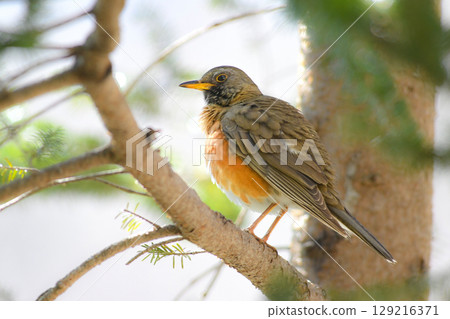 The common wild bird, the red-throated thrush, sings beautifully on the plateau in early summer. 129216371
