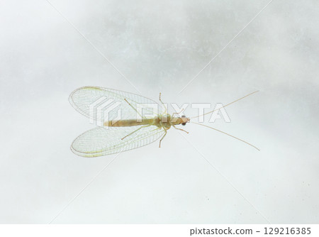 Green lacewings sitting on dirty glass 129216385