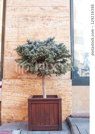 Blue spruce growing in large wooden pot on city street. Evergreen decorative tree grow in big woods flowerpot, holidays decor Blue spruce growing in large wooden pot on city street. Evergreen decorative tree grow in big woods flowerpot, holidays decor 129216388
