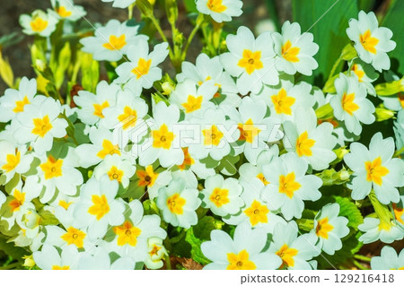 English primrose small white flowers growing in spring garden, top view English primrose small white flowers growing in spring garden, top view 129216418
