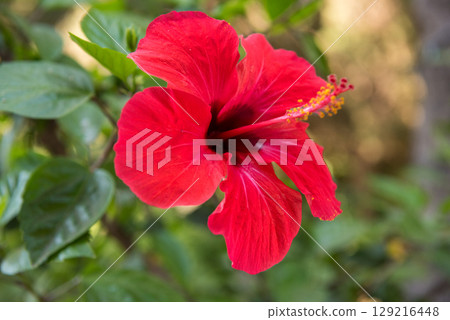 Hibiscus rosa-sinensis blooms with red flowers. Rhodes Hibiscus rosa-sinensis blooms with red flowers. Rhodes 129216448