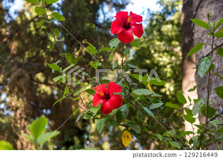 Hibiscus rosa-sinensis blooms with red flowers. Rhodes Hibiscus rosa-sinensis blooms with red flowers. Rhodes 129216449