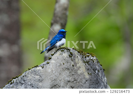 A beautiful blue migratory bird that can be encountered in mountain streams and highland forests in early summer: the blue-and-white flycatcher 129216473