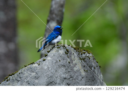 A beautiful blue migratory bird that can be encountered in mountain streams and highland forests in early summer: the blue-and-white flycatcher 129216474