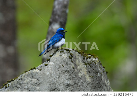 A beautiful blue migratory bird that can be encountered in mountain streams and highland forests in early summer: the blue-and-white flycatcher A beautiful blue migratory bird that can be encountered in mountain streams and highland forests in early summer: the blue-and-white flycatcher 129216475