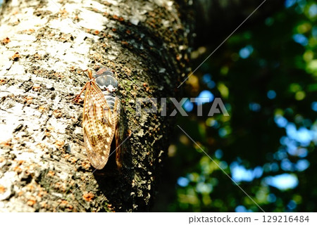 Brown cicada resting on a tree 129216484