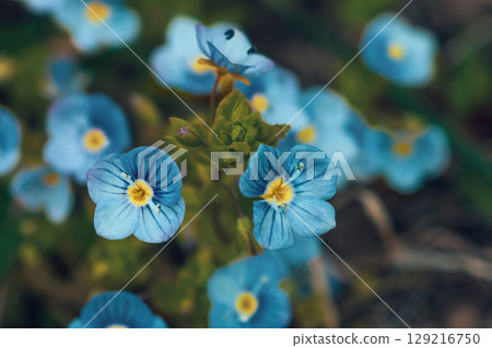 Little Veronica peduncularis Georgia blue flowers growing in meadow, selective focus 129216750