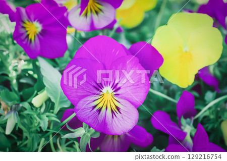 Purple pansy growing on flower bed closeup. Lilac Viola cornuta Hansa in bloom close up 129216754