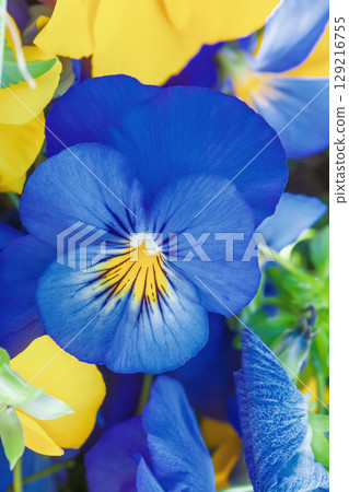 Blue pansy growing on flower bed closeup. Viola cornuta Hansa in bloom close up Blue pansy growing on flower bed closeup. Viola cornuta Hansa in bloom close up 129216755