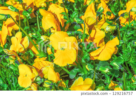Flower bed with growing yellow pansies. Bright pansy flowers grow in spring garden Flower bed with growing yellow pansies. Bright pansy flowers grow in spring garden 129216757
