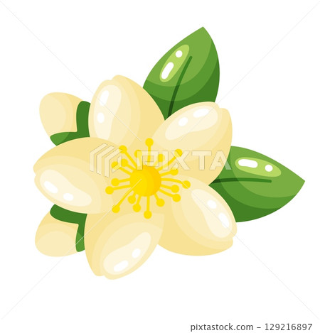 Elegant Indian Jasmine Flower Illustration Elegant Indian Jasmine Flower Illustration 129216897