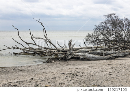 Weathered fallen tree trunk on deserted Baltic Sea beach 129217103