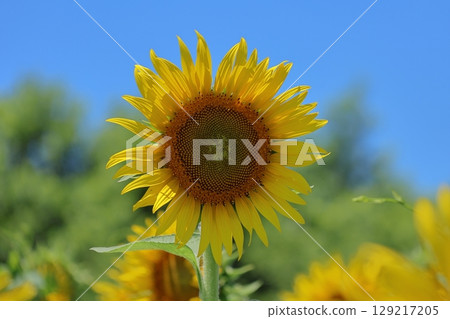 向日葵 129217205