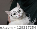 Beautiful domestic white cat with round black glasses 129217254